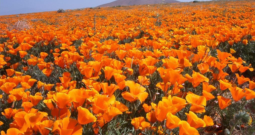 Escholzia veld met bloemen