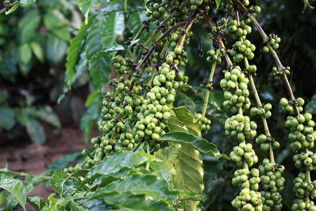 green coffe farm