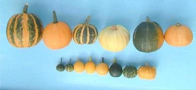 Cucurbita Pepo Soorten