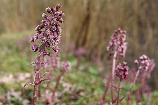 Gewöhnliche Pestwurz