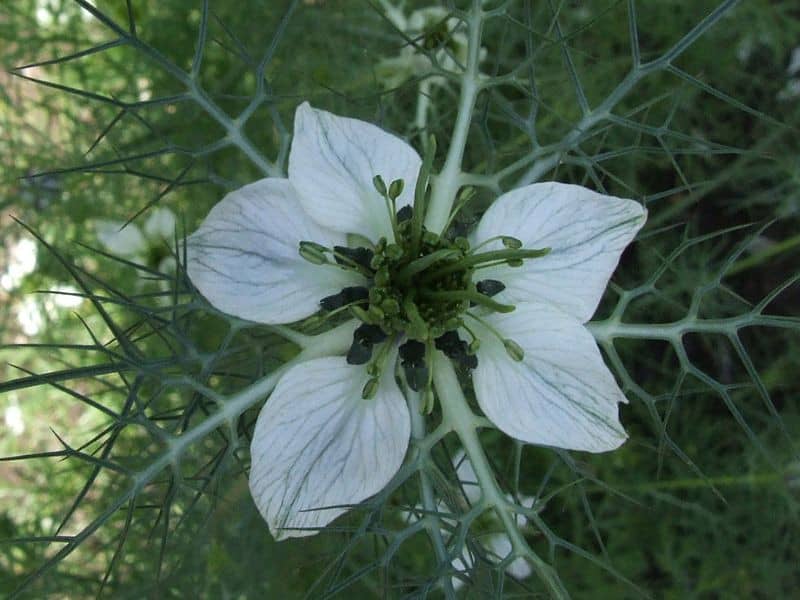 Nigella Sativa flower